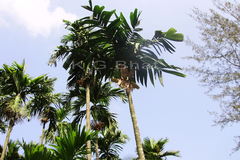Areca macrocalyx